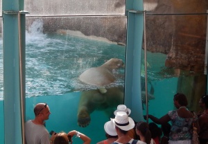 Marineland Antibes-ours3