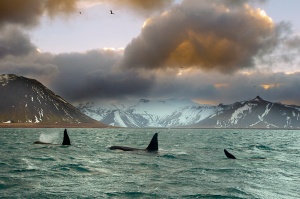 orcas-islande