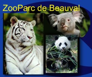 zoo-de-beauval-tigre-blanc-koala-panda