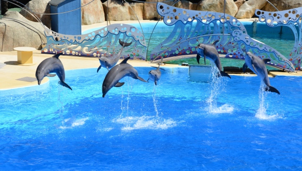 Animaux (suite) Dolphin-show1